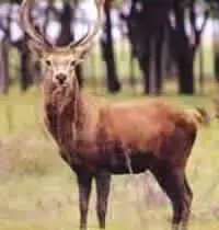 fauna