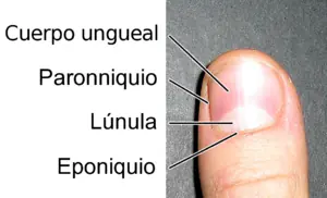 pregunta