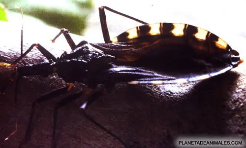 Desarrollan un innovador insecticida contra la vinchuca