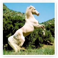 animal