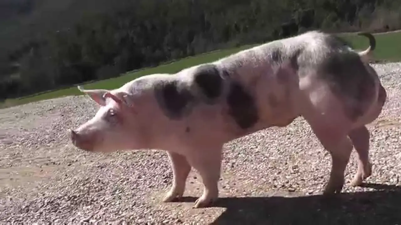 Aumenta el consumo de carne de cerdo