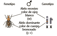 biologia