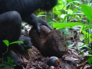 La Edad de Piedra de los Chimpancés