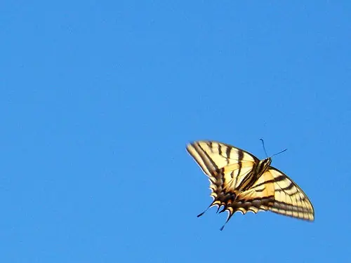 Para que sirven los ideales (escrito propio)