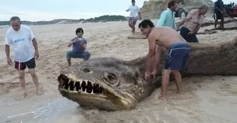 Animal desconocido encontrado en Playa de Brasil