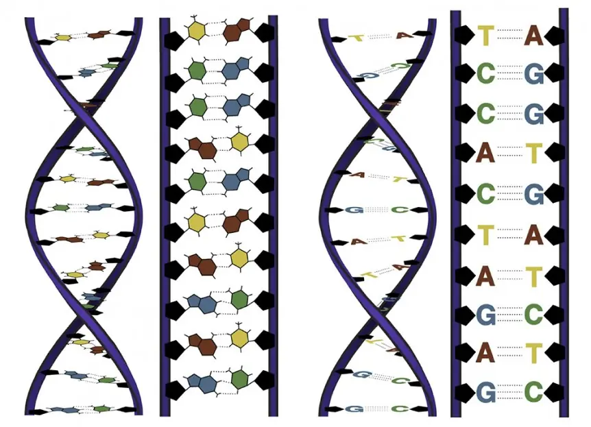 genetica