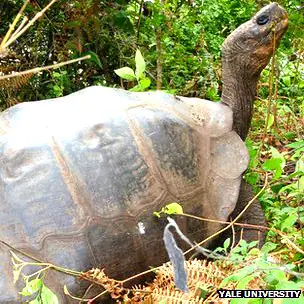 tortugas gigantes extintas podrían estar vivas