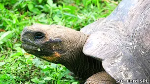 tortugas