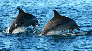 Los delfines forman "maras"