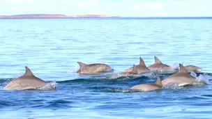 delfines
