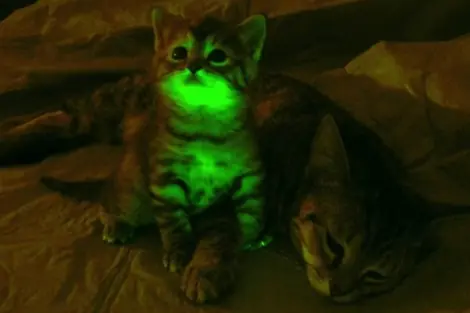 Gatos fluorescentes resistentes a la infección del virus de
