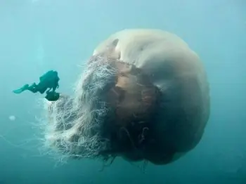Medusas (animal)