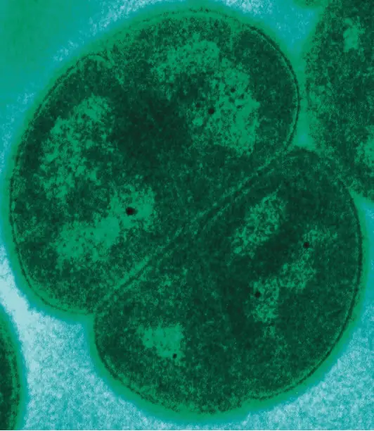 La Bacteria Indestructible