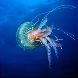 Medusas (animal)