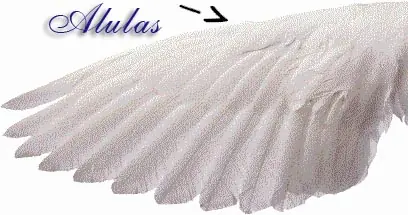 Tecnologia Natural [Alulas]