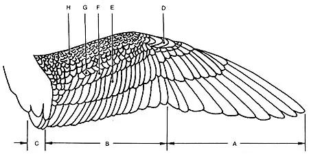 vuelo