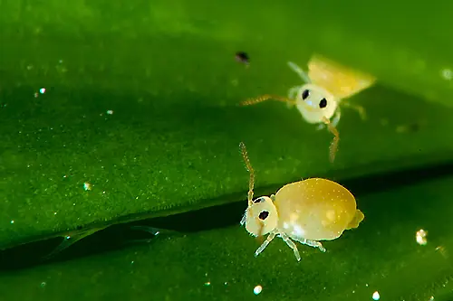 Microcosmos: una historia de seres diminutos