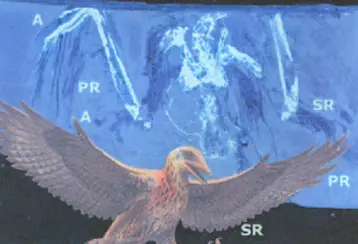 vuelo