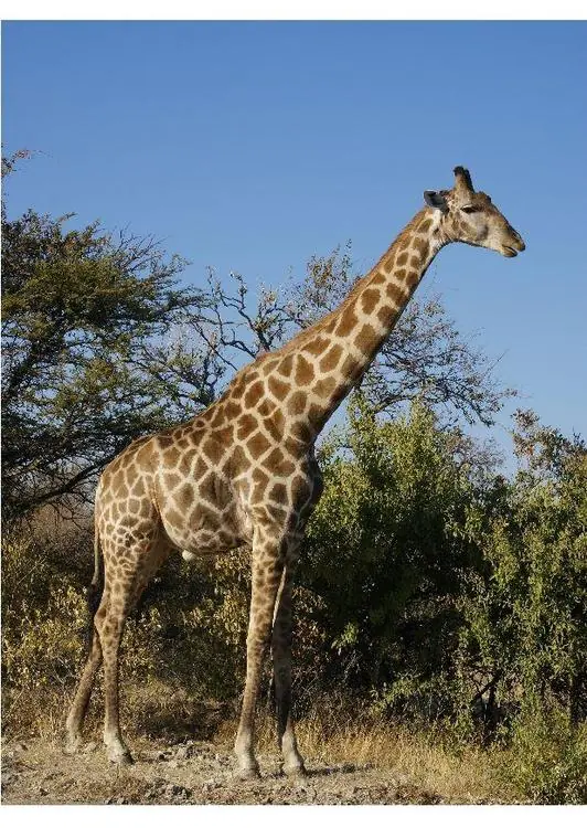curiosidades de la naturaleza