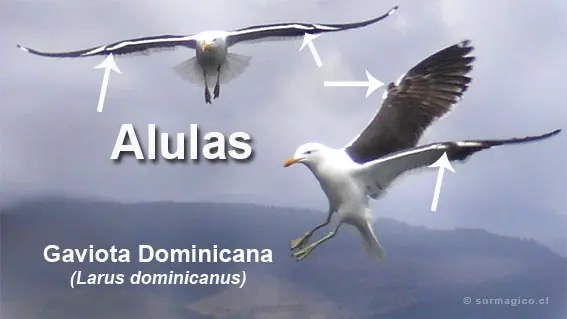 alula
