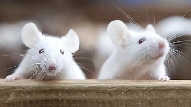 Nanopartículas: ¿gran paso contra al cáncer?