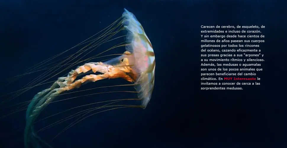 medusas