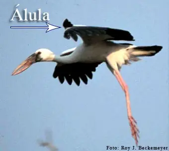pluma