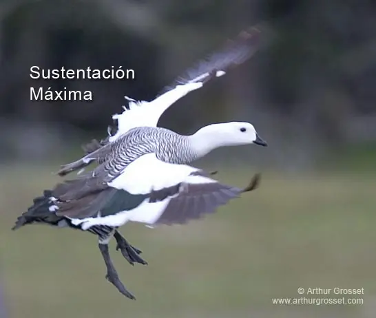pluma