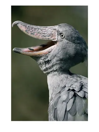 rara