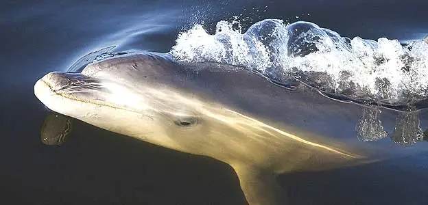 Descubren nueva especie de delfín