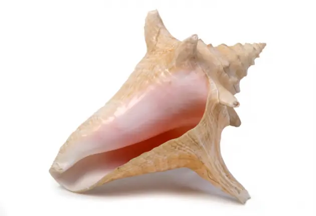 conchas