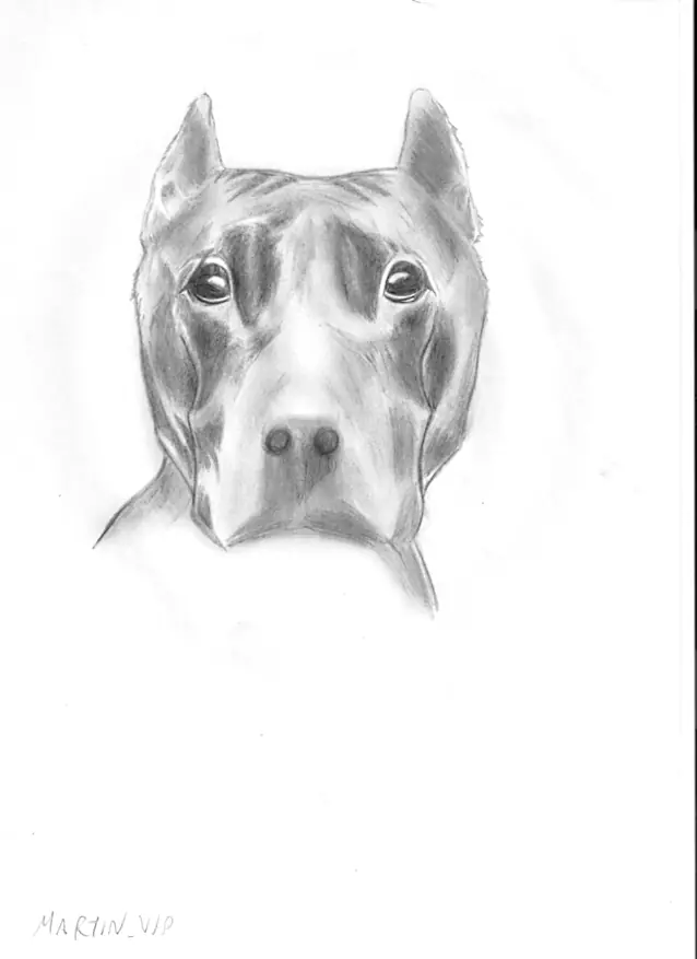 dibujo de un perro