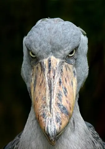 El soberbio Picozapato (Balaeniceps rex)