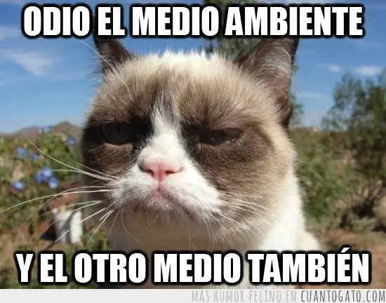 El gato gruñon (imágenes)