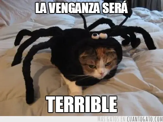 humor