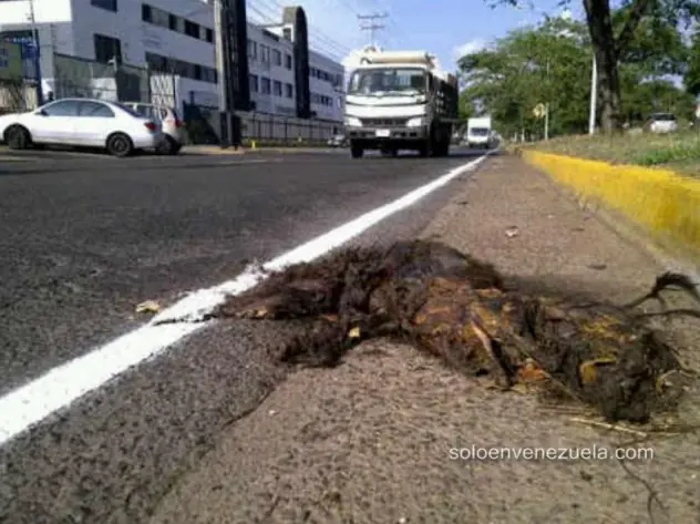 Imagenes para que te cages de risa! Soloenvenezuela.com!!!