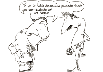 Boogie