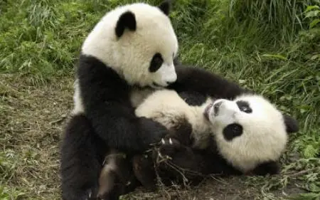 Mapean el genoma de los osos panda