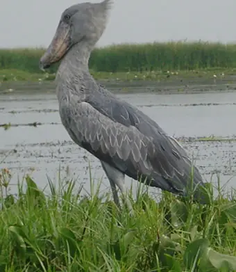 picozapato