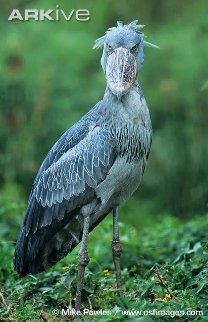 rara