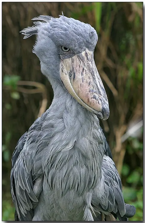El soberbio Picozapato (Balaeniceps rex)