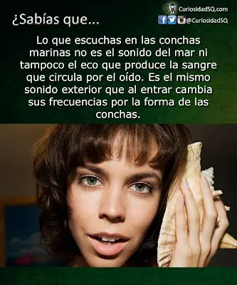Porque escuchamos sonidos en las conchas?
