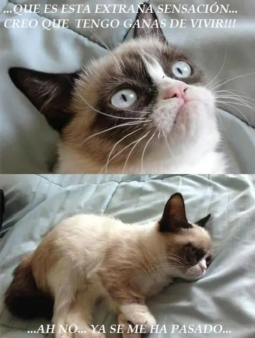 El gato gruñon (imágenes)