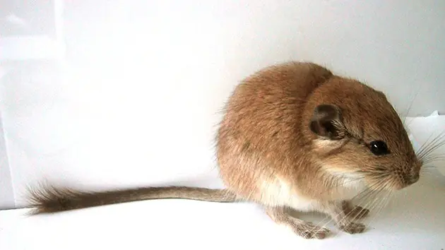 Kirchner, una nueva especie de ratas