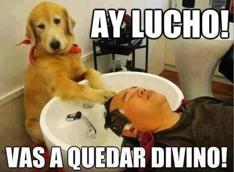 Compilados de "Los Chistes de Lucho"