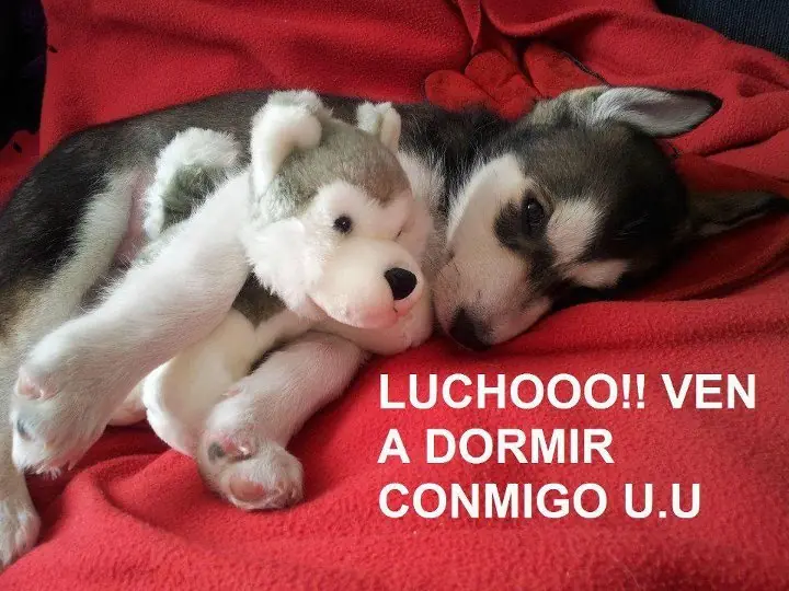 compilados