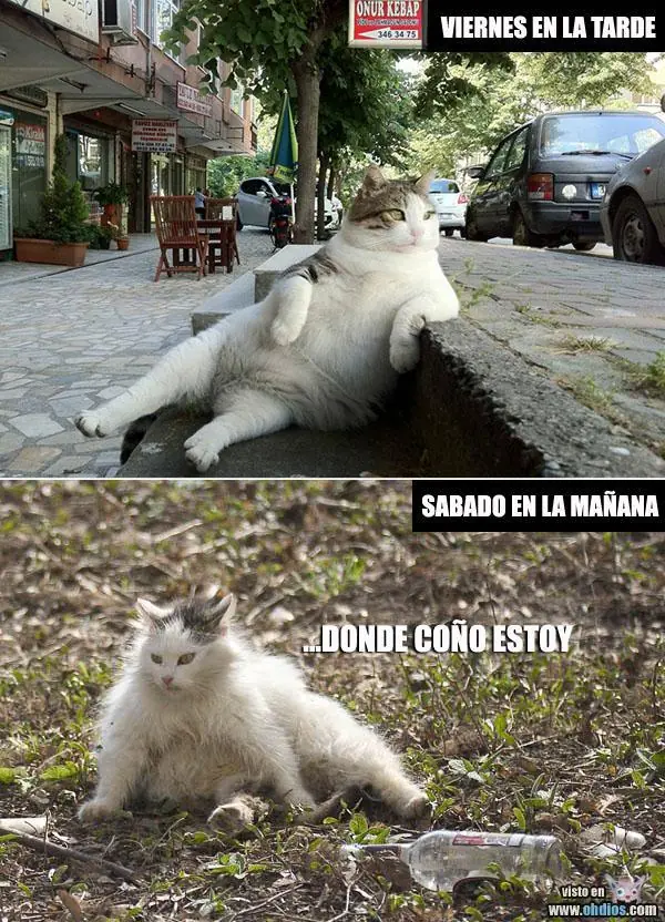 fotos
