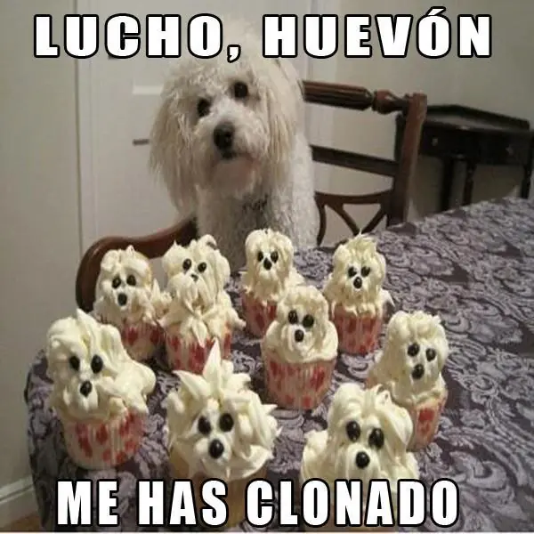 espero