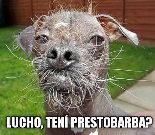 compilados