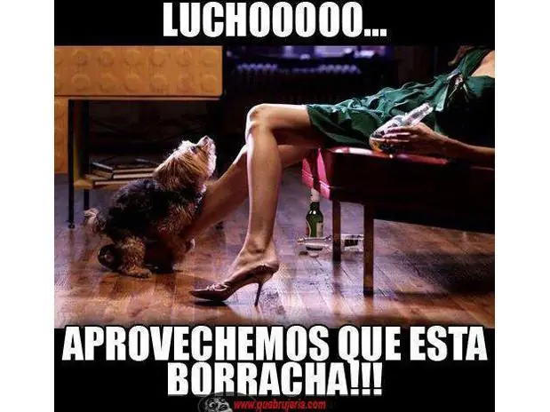 compilados